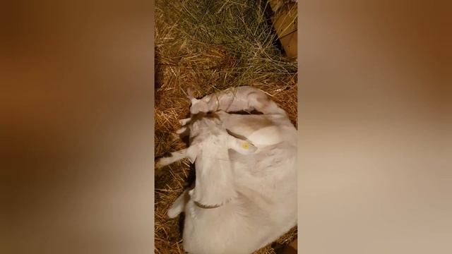 Обзор хозяйства + окоты смотреть онлайн