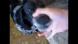 BadComedian - Бед-конина "собачка" Зоя! [ЗОЯ]