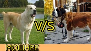 #алабай против сембернара.Кто же победит!//ANIMALS BATTLE BIT//