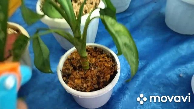 Стройка Гуру