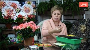 Как вырастить ГЕОРГИНЫ из семян? Красивые цветы с Хитсад ТВ