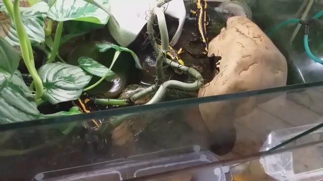 Salamandra salamandra terrestris? смотреть онлайн