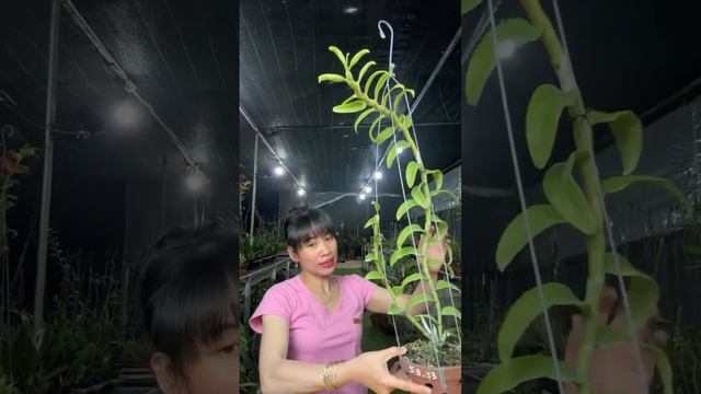 Tối 3/11, Nàng Tuyết siêu đẹp, Phan Trí, Xanh Huế siêu rẻ…0974719293 смотреть онлайн