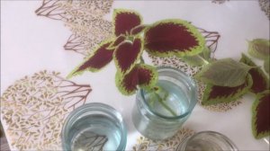 Колеус - размножение черенками. Просто и быстро.