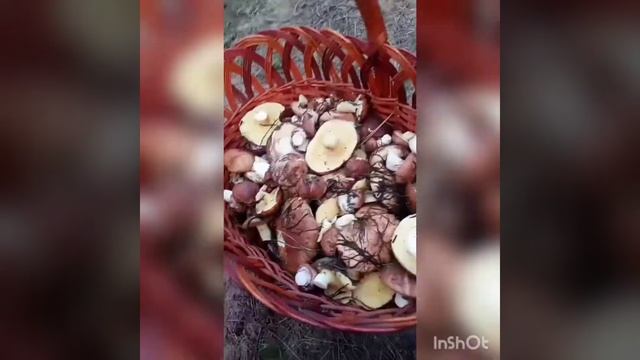 Влог/Едим на природу собрать грибы ?/ Му заблудились ???/ смотреть онлайн