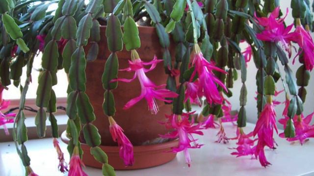 How to get the Holiday Cactus bloom? смотреть онлайн