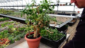 Обрезка большого денежного дерева Толстянки Крассулы оваты