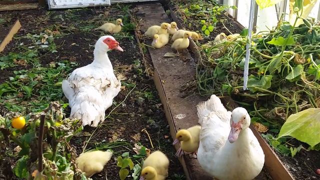 Поздний вывод индоутят. Конец сентября 2019 год. Индоутки 3 суток смотреть онлайн