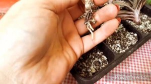 Гастерия/Уход и содержание/Мои ошибки