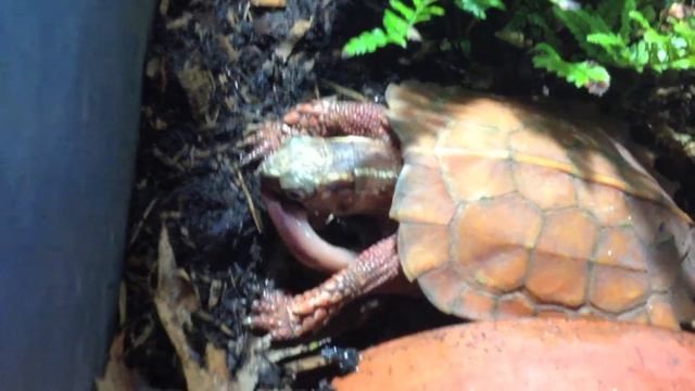 Turtles Eating Worms смотреть онлайн