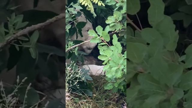 #shorts Белая львица РОДИЛА ЛЬВЯТ! смотреть онлайн