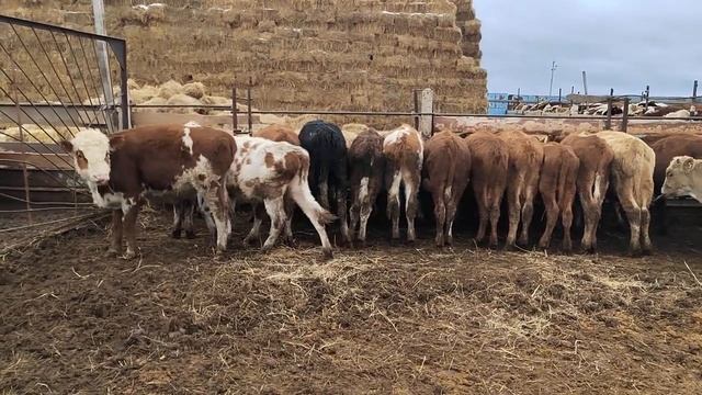 #касеки#мол#дора#быркаша#партоияа#бародархо+79220355557 смотреть онлайн