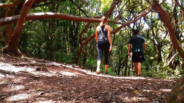 El Bosque Encantado Anaga Tenerife 4K - Hiking in the Canary Islands смотреть онлайн