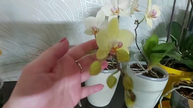Детки от цитокининовой пасты👎результаты🤔 на орхидеях. Украина Днепр смотреть онлайн