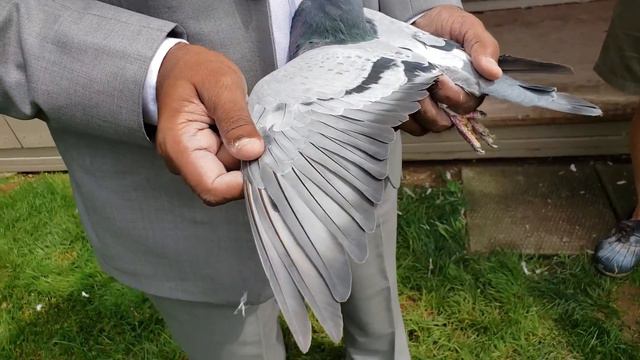 How to select best bird/Opinion Points/Best Selection смотреть онлайн