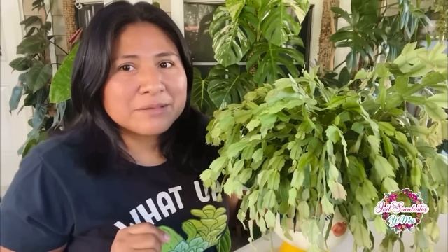 TODO SOBRE LOS CACTUS DE NAVIDAD SCHLUMBERGERA y Disfrutando sus floraciones смотреть онлайн