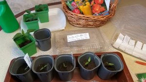 Старые семена перца разбудил Энерген? Как всходит перец.Замачиваю семена остальных сортов