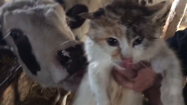 Контактная мойка кота)))))ШОК!!!ПРИКОЛ!!! смотреть онлайн