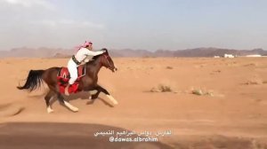 Самый быстрый арабский лошадь