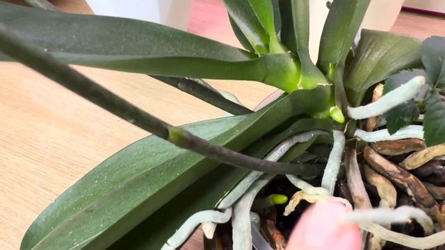 Орхидеи чудят ??♀️ Удобрения по листу ? Новые цветоносы ? смотреть онлайн