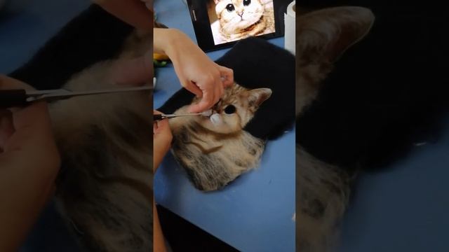 Портрет из шерсти. Wool portrait of your pet. Tierportrait. Рисование шерстью смотреть онлайн