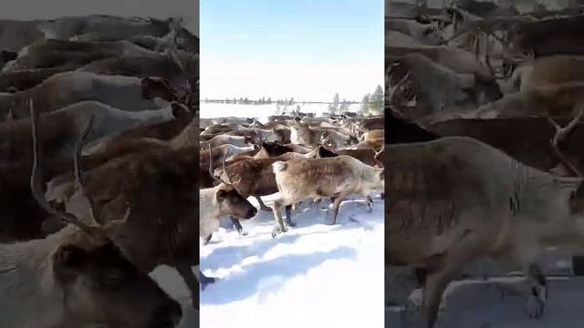 Стадо оленей передвигаются на новое пастбище смотреть онлайн