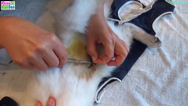 Снятие швов после стерилизации кошки в домашних условиях не сложно даже не имея опыта. смотреть онлайн