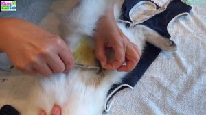 Снятие швов после стерилизации кошки в домашних условиях не сложно даже не имея опыта.