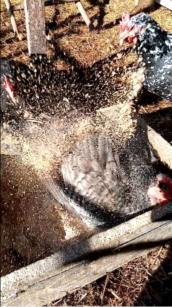 Вот что ИЗБАВИЛО кур от паразитов. смотреть онлайн