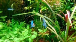 апистограмма Рамиреза электрик блю