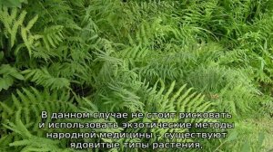 Виды папоротников