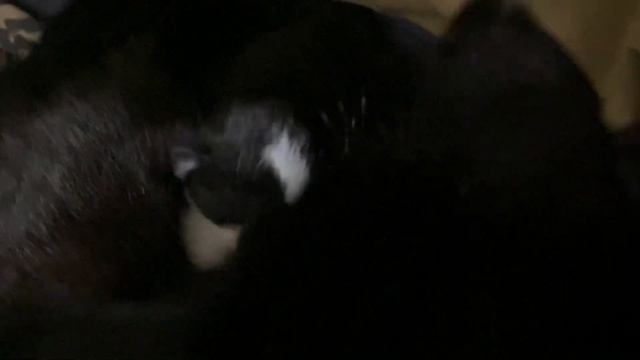 Кошка родила котят смотреть онлайн