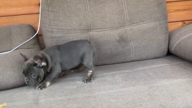 Безупречный алиментный синий щенок ! На 13.05.2023 свободен ! смотреть онлайн