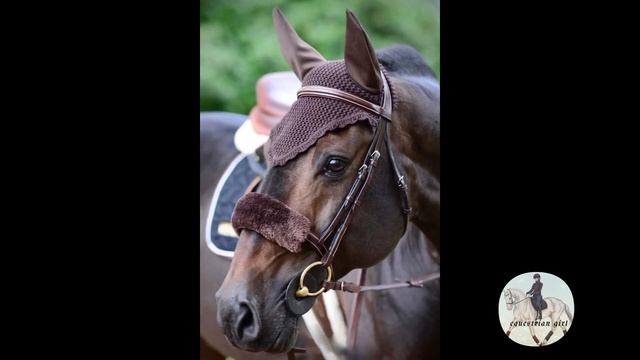 Проблемы поведения лошади #конныйспорт #лошади #лошадь #конникам смотреть онлайн