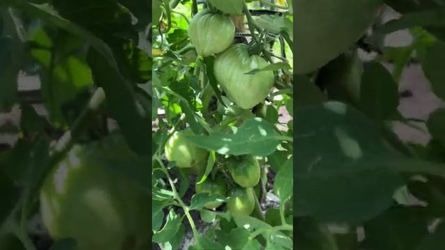 Томат Немецкая клубника в открытом грунте 13.06.2020 смотреть онлайн