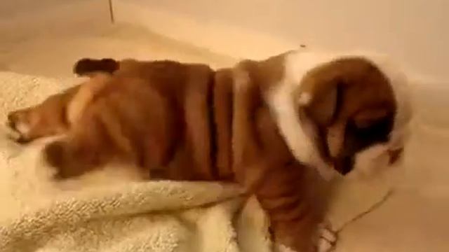 Милый щенок бульдога