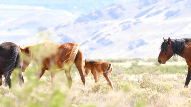 Путешествие UTAH 4K UHD - Красивые природные пейзажи с расслабляющей музыкой для снятия стресса смотреть онлайн