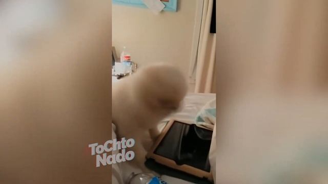 # секрет волчка из что? где? когда? смотреть онлайн