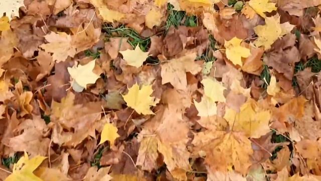 Шуршание опавшей листвы смотреть онлайн