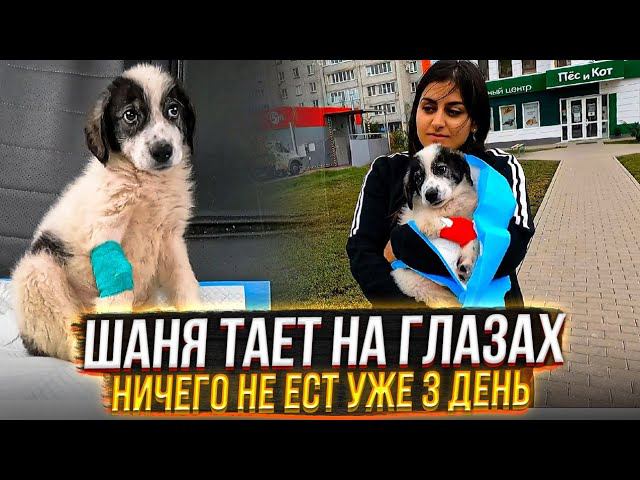 Шаня худеет на глазах Энтерит его сьедает но мы не сдаемся.