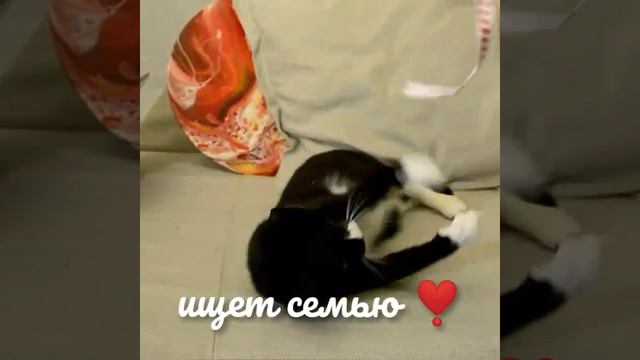 Ручная ласкова зеленоглазая Твигги 10 мес нашла свой дом смотреть онлайн