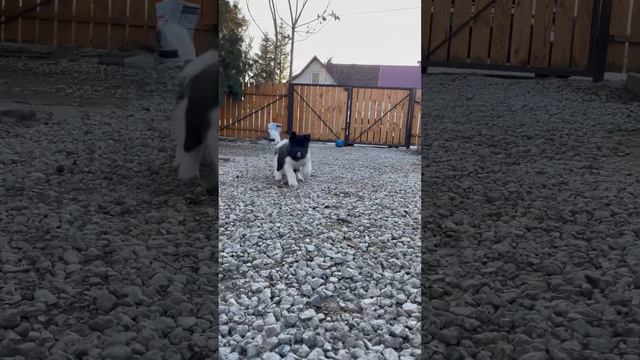 Щенки Американской Акиты American Akita puppies смотреть онлайн
