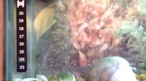 Мой аквариум. Содержание рыбки Петушок. Особенности.