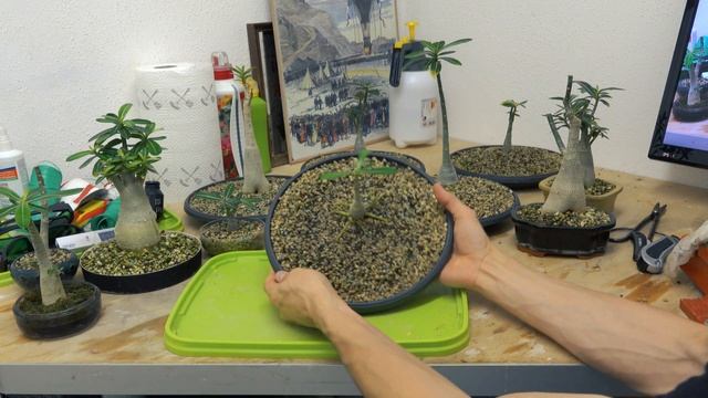 Wüstenrose Adenium Obesum Bonsai + Updates