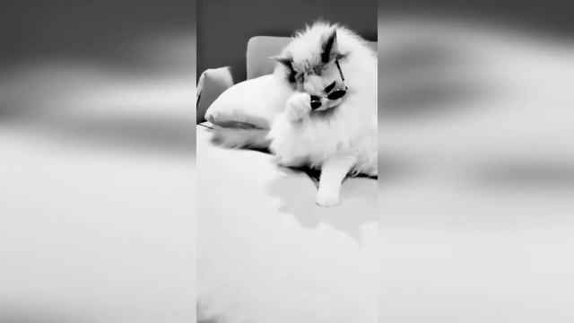 FUN coub animals #28 / видео приколы / coub 2019 / животные / смешные животные / приколы 2019 / cub смотреть онлайн