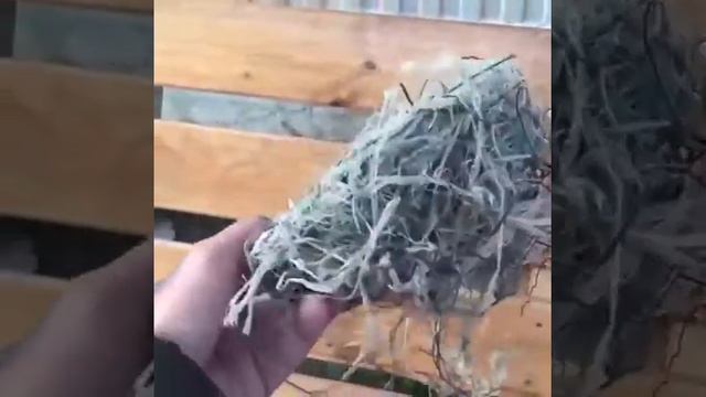 Птицы вьют гнезда из пластика смотреть онлайн
