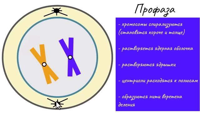 Митоз - деление клетки | самое простое объяснение смотреть онлайн