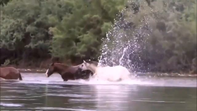 ПОЙ ВЕСЕЛЕЙ, ДУДУК! Автор стихотворения А. Соколов. Автор видеоролика В. Голикова. смотреть онлайн