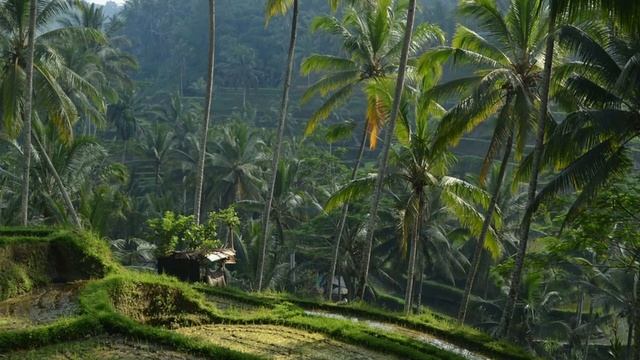 Nature sounds - Morning in Bali, Indonesia смотреть онлайн