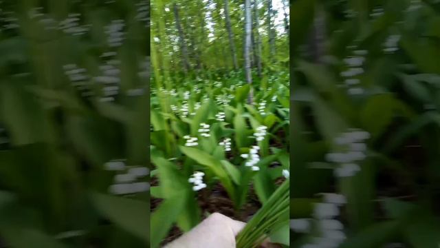 Букет ландышей смотреть онлайн